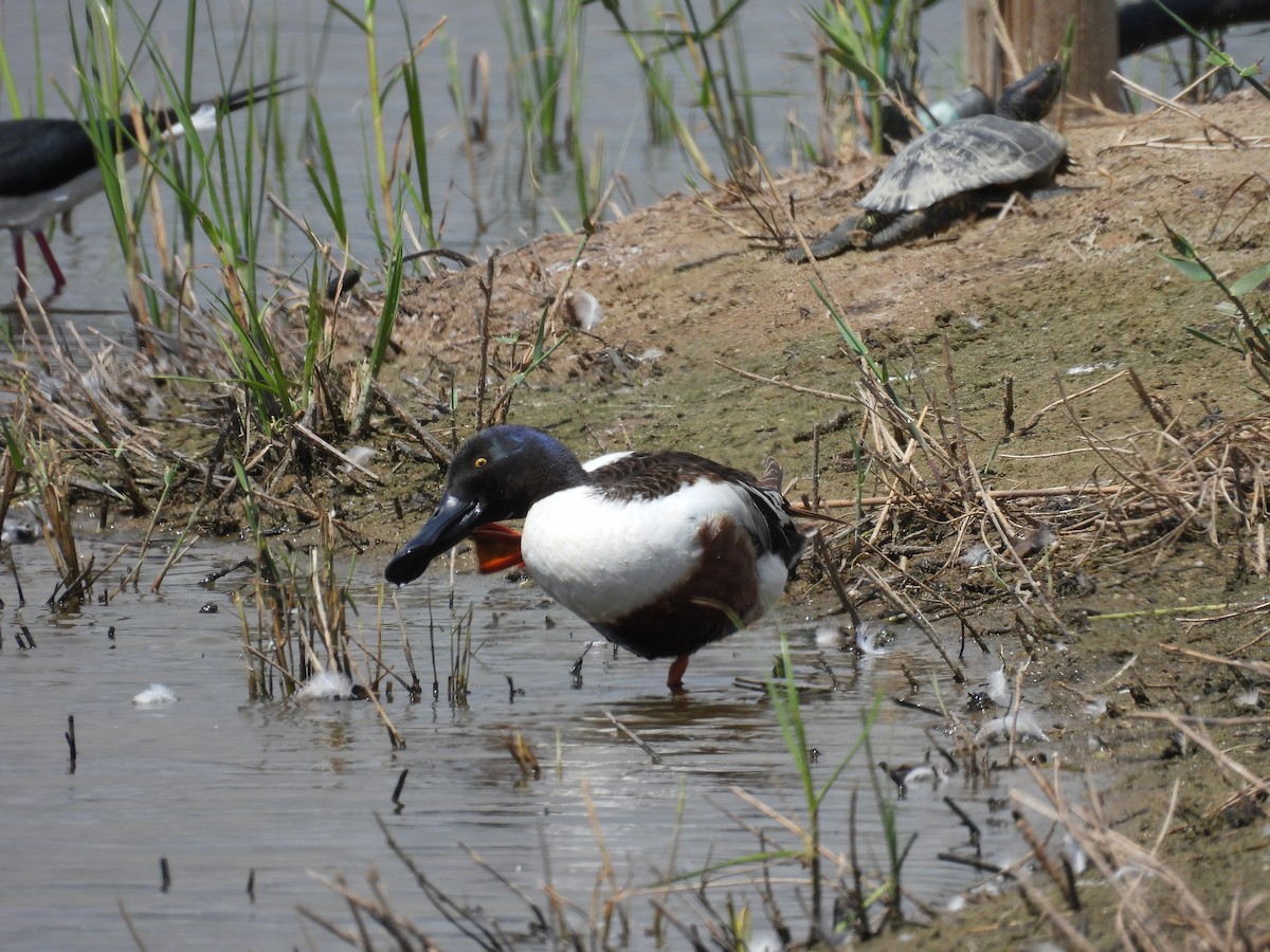 Northern Shoveler - ML619408819