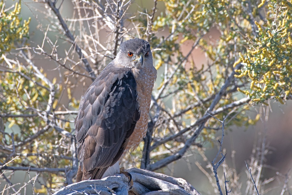 Cooper's Hawk - Nate Gowan