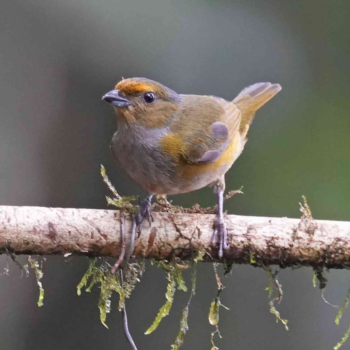 Orange-bellied Euphonia - ML619408822