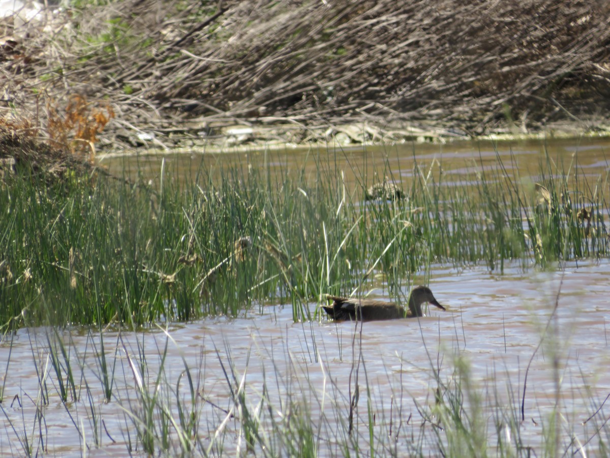 Gadwall - Samuel de la Calle San José