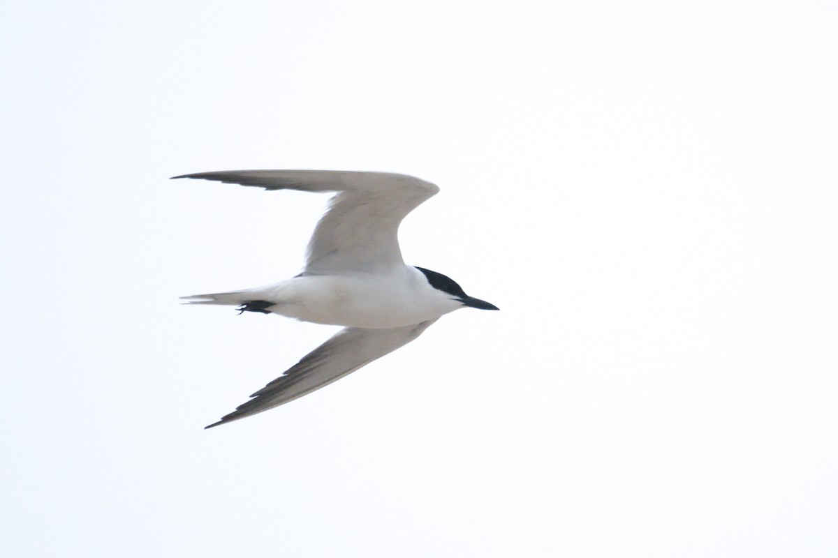 Gull-billed Tern - Paul L'Etoile