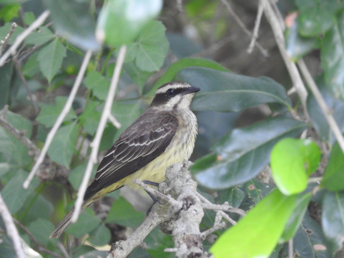 Piratic Flycatcher - ML619408830