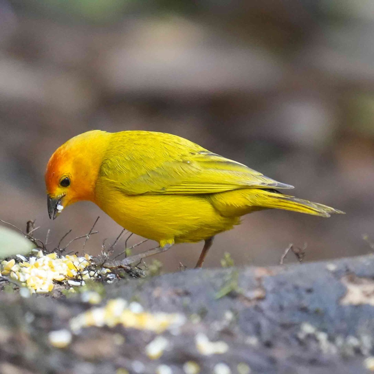 Saffron Finch - Basia Kruszewska