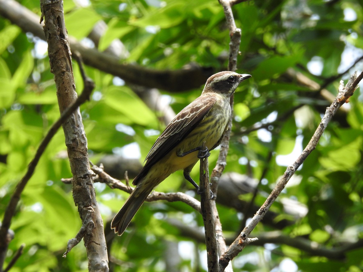 Piratic Flycatcher - ML619408863