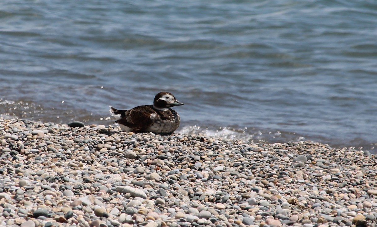 Long-tailed Duck - Steve Charbonneau