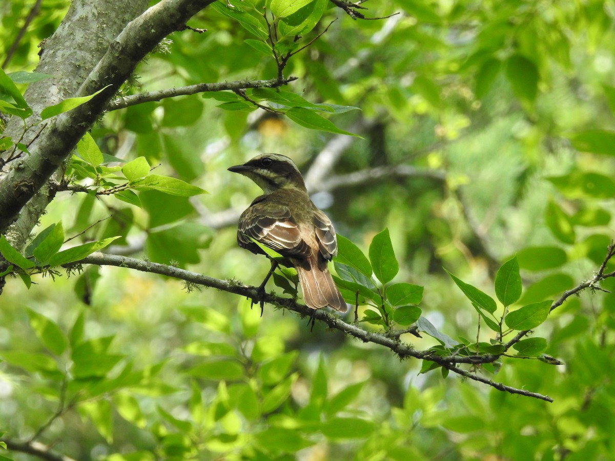 Piratic Flycatcher - ML619408868