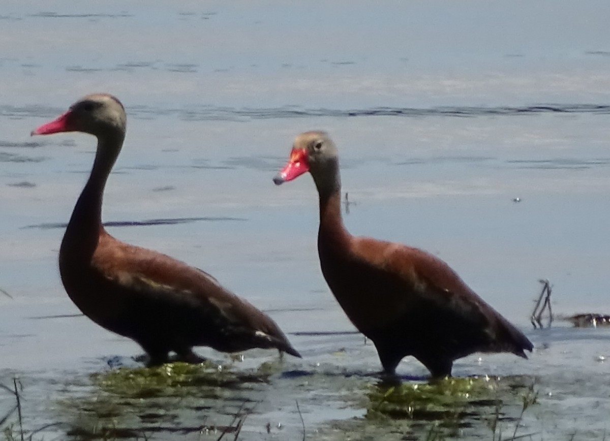 Black-bellied Whistling-Duck - ML619408872