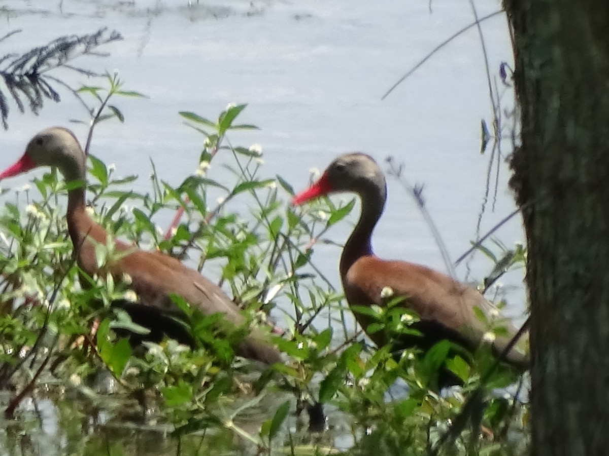 Black-bellied Whistling-Duck - Barbara Edwards