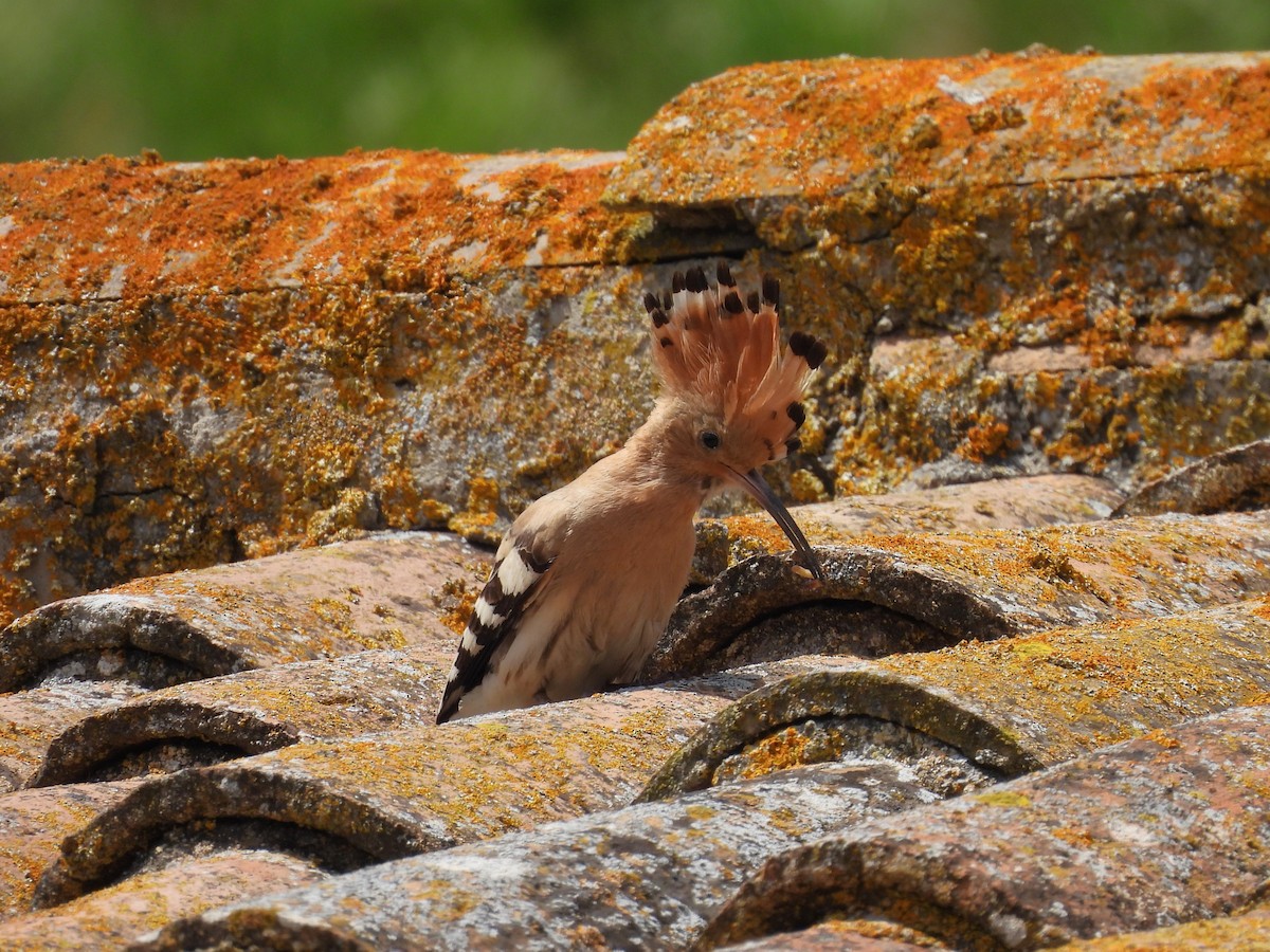 Eurasian Hoopoe - ML619408876