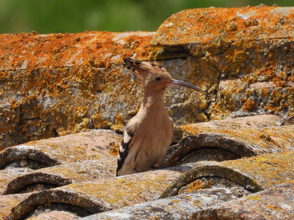 Eurasian Hoopoe - ML619408877