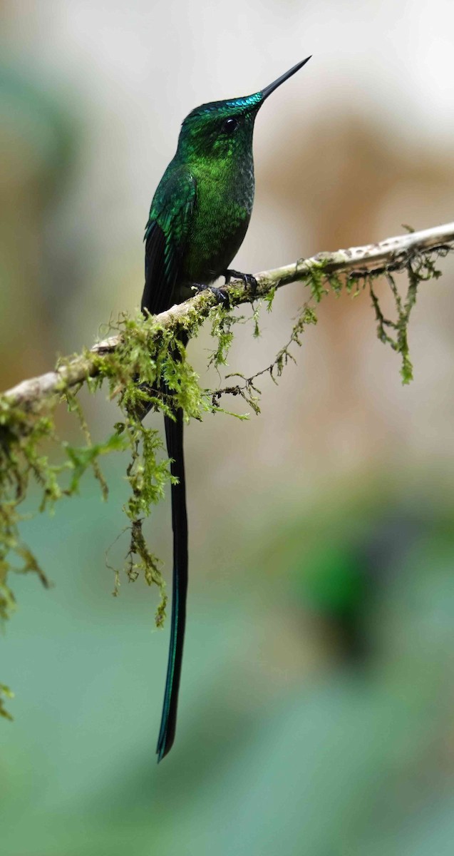 Long-tailed Sylph - Basia Kruszewska