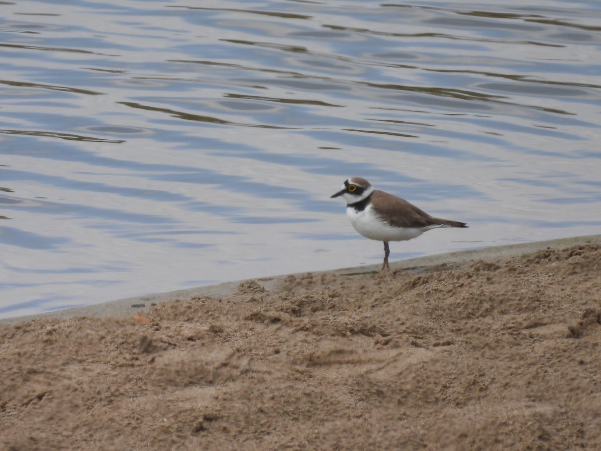 Little Ringed Plover - Oier Frias