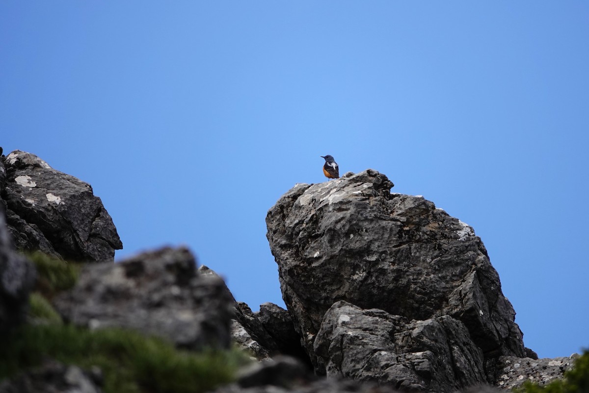 Rufous-tailed Rock-Thrush - Laura Rollán