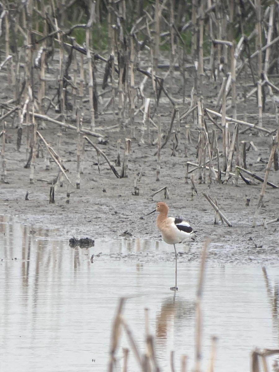 American Avocet - ML619408903