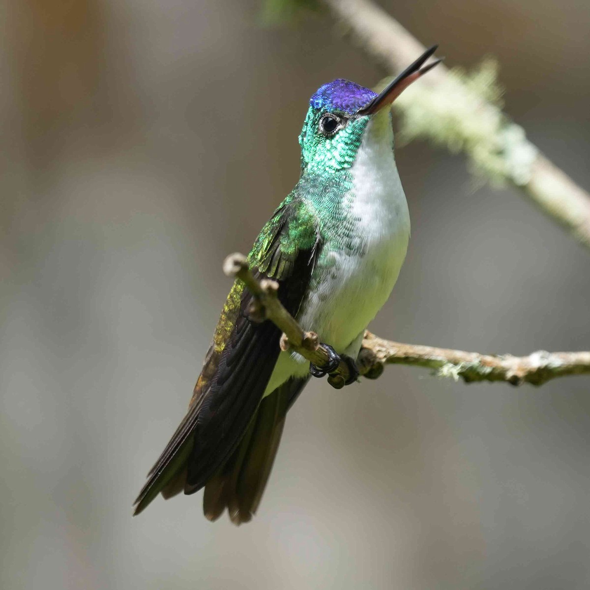 kolibřík andský - ML619408907