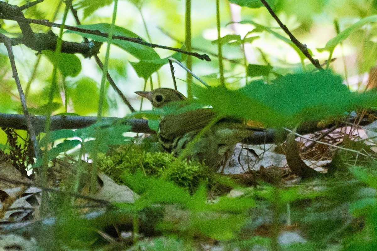 Ovenbird - Jason Hedlund