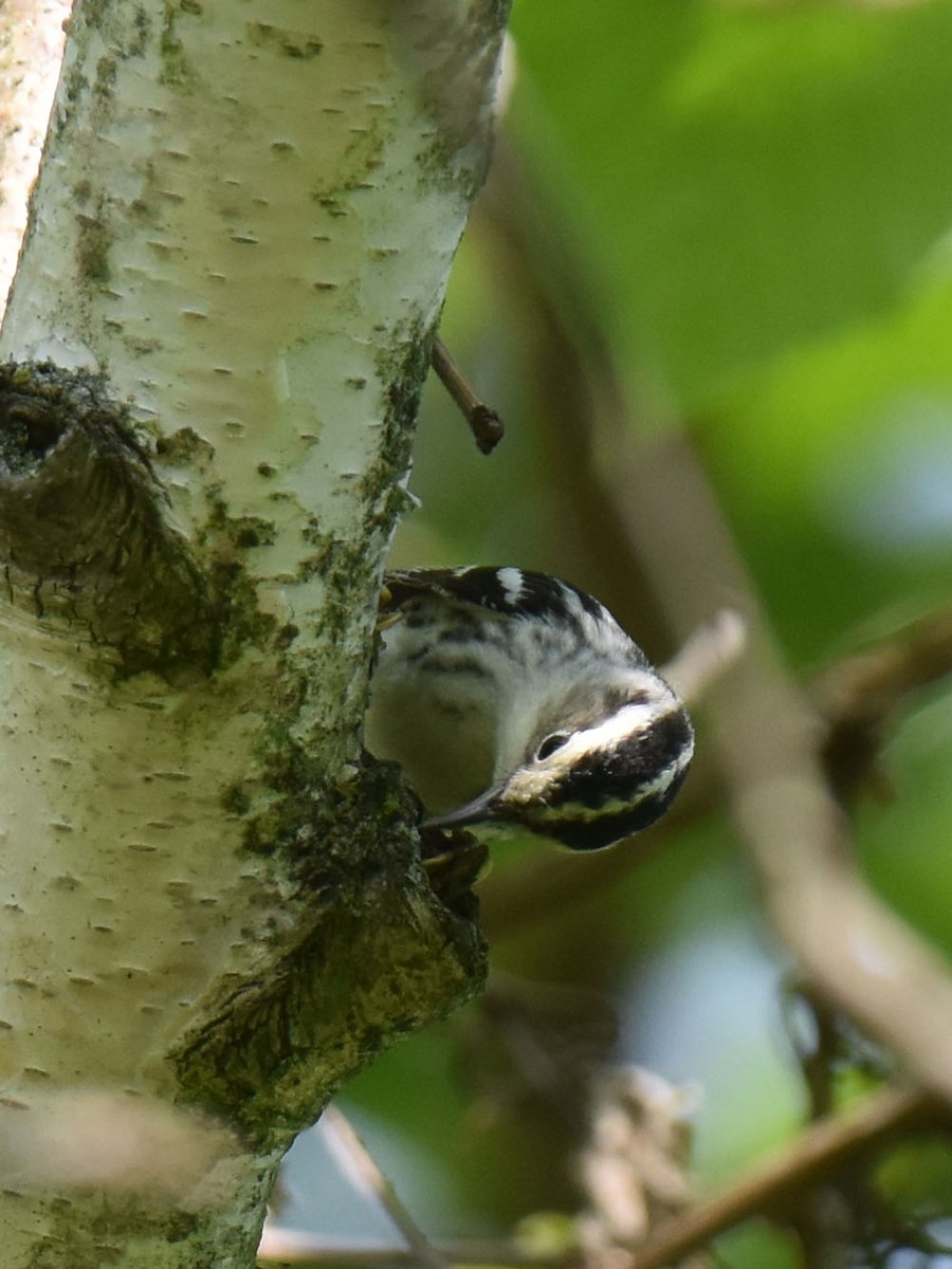 Black-and-white Warbler - Bet Crooks