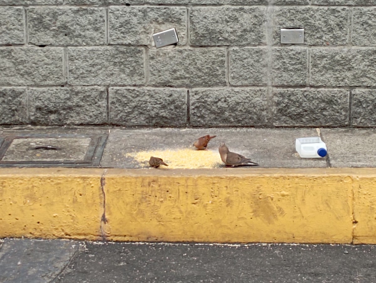 Ruddy Ground Dove - Giovanni Cárdenas Carmona