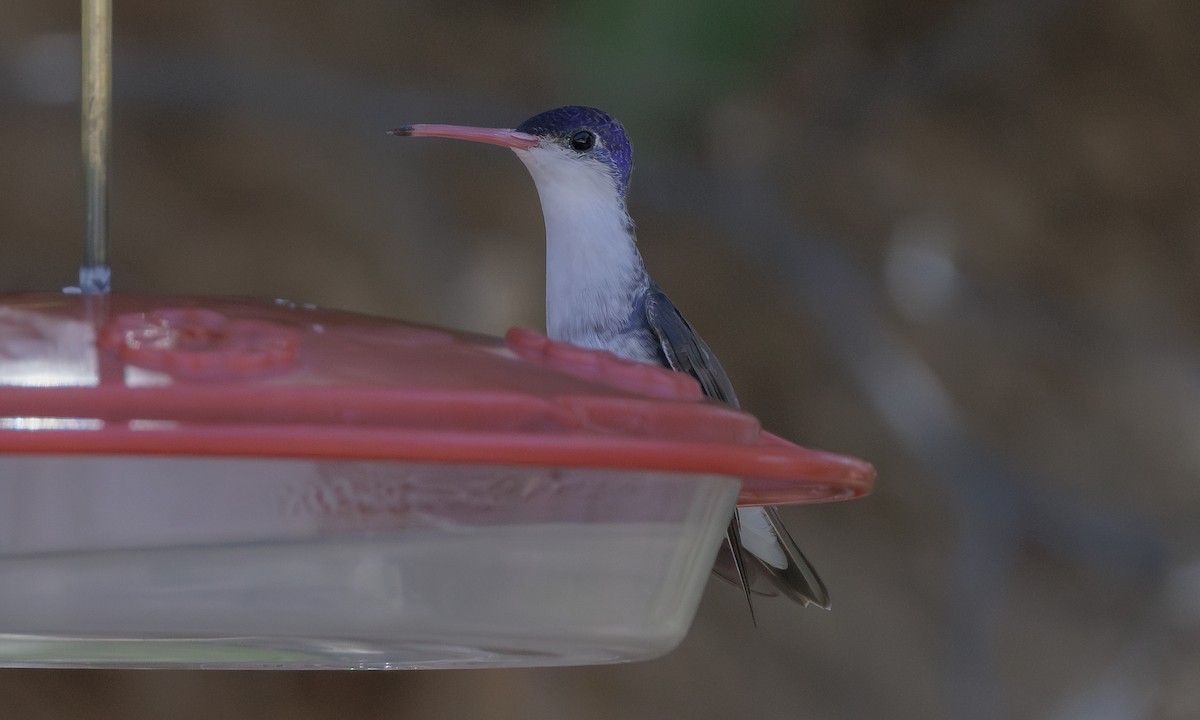 Violet-crowned Hummingbird - Steve Kelling