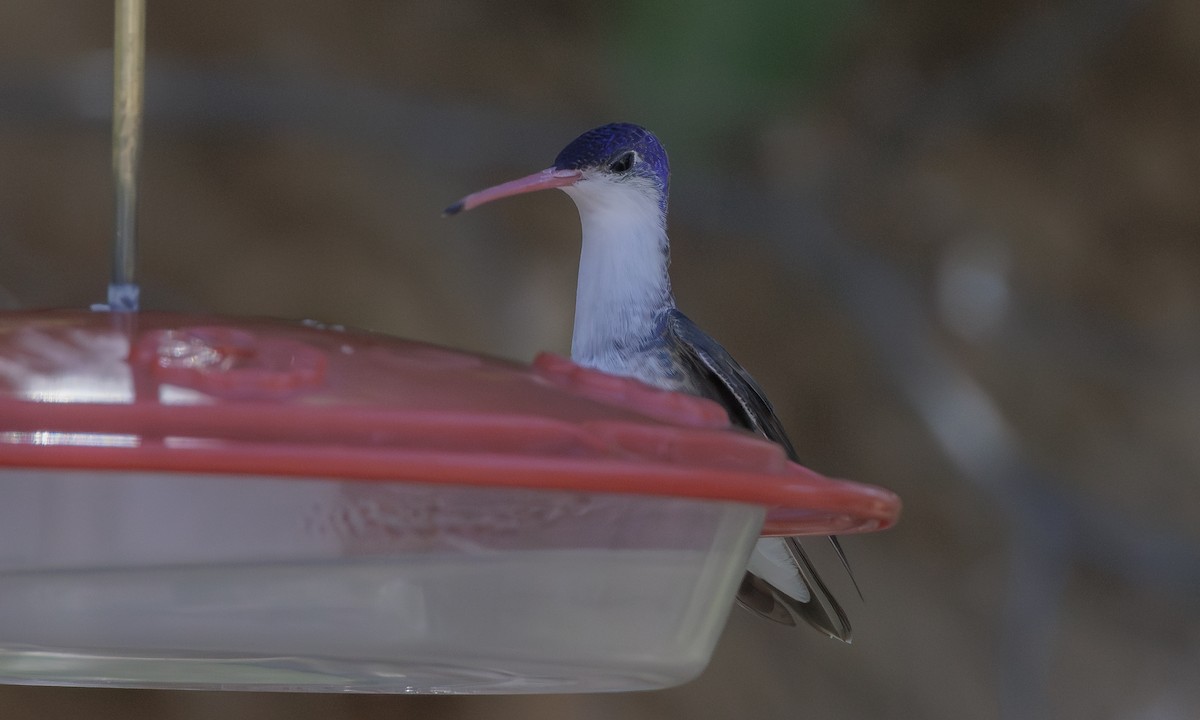 Violet-crowned Hummingbird - Steve Kelling