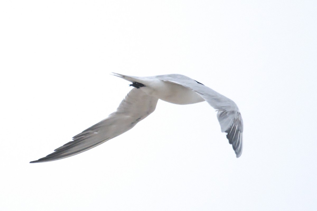 Gull-billed Tern - Paul L'Etoile