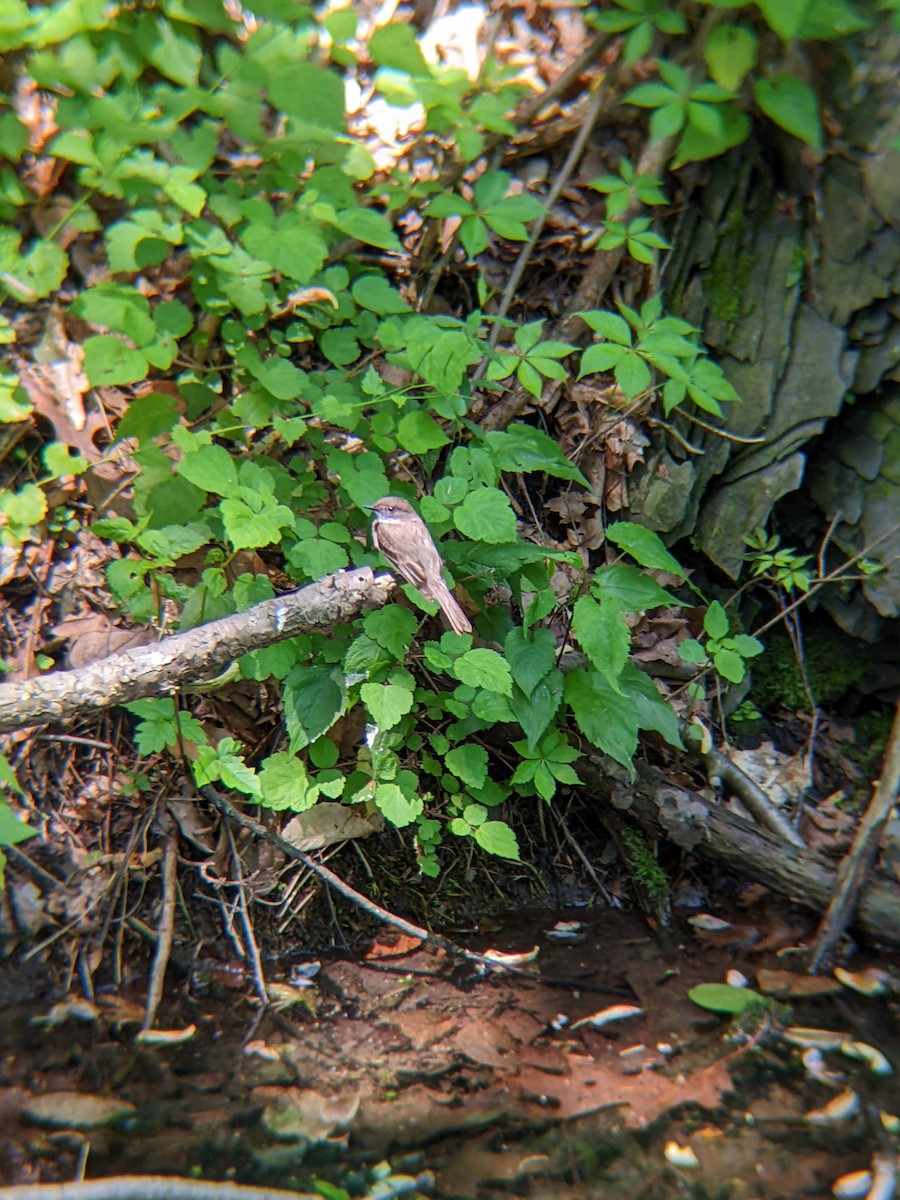 Eastern Phoebe - Shelby Carr