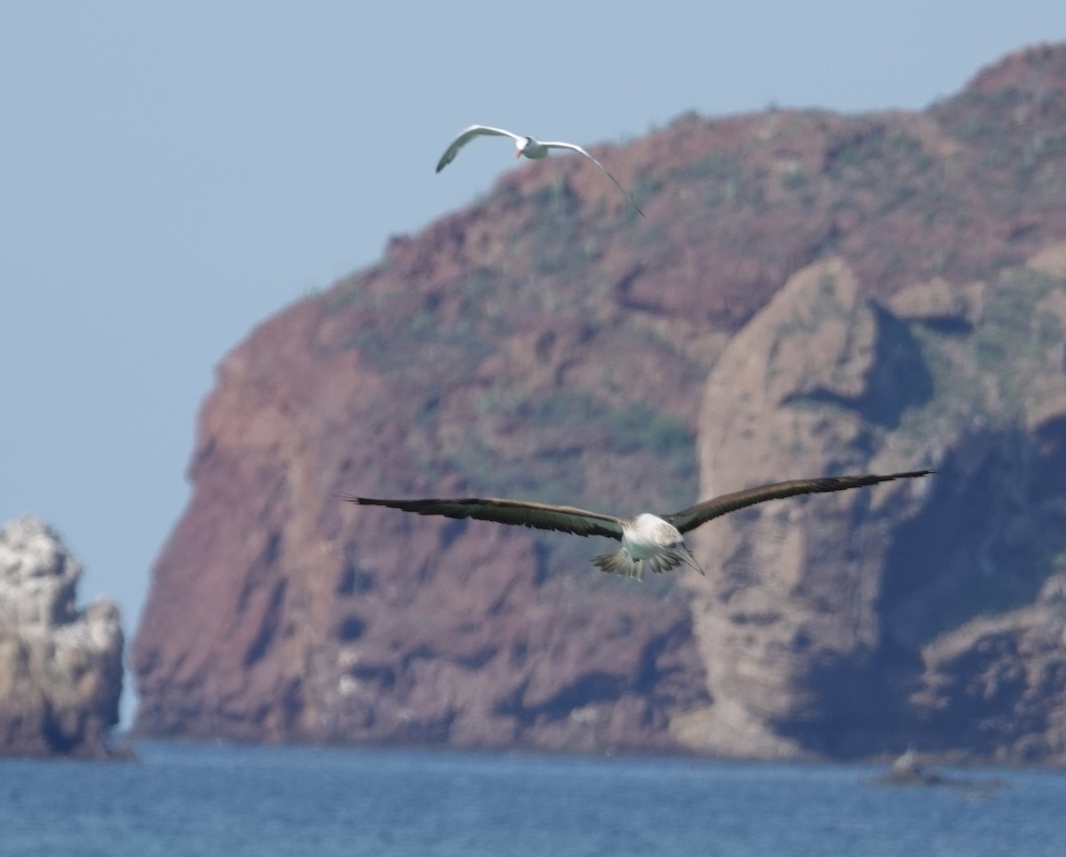 Blue-footed Booby - Eric Hough