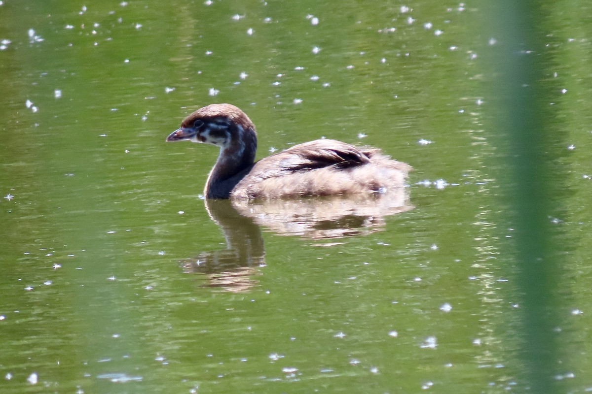 Pied-billed Grebe - ML619408947