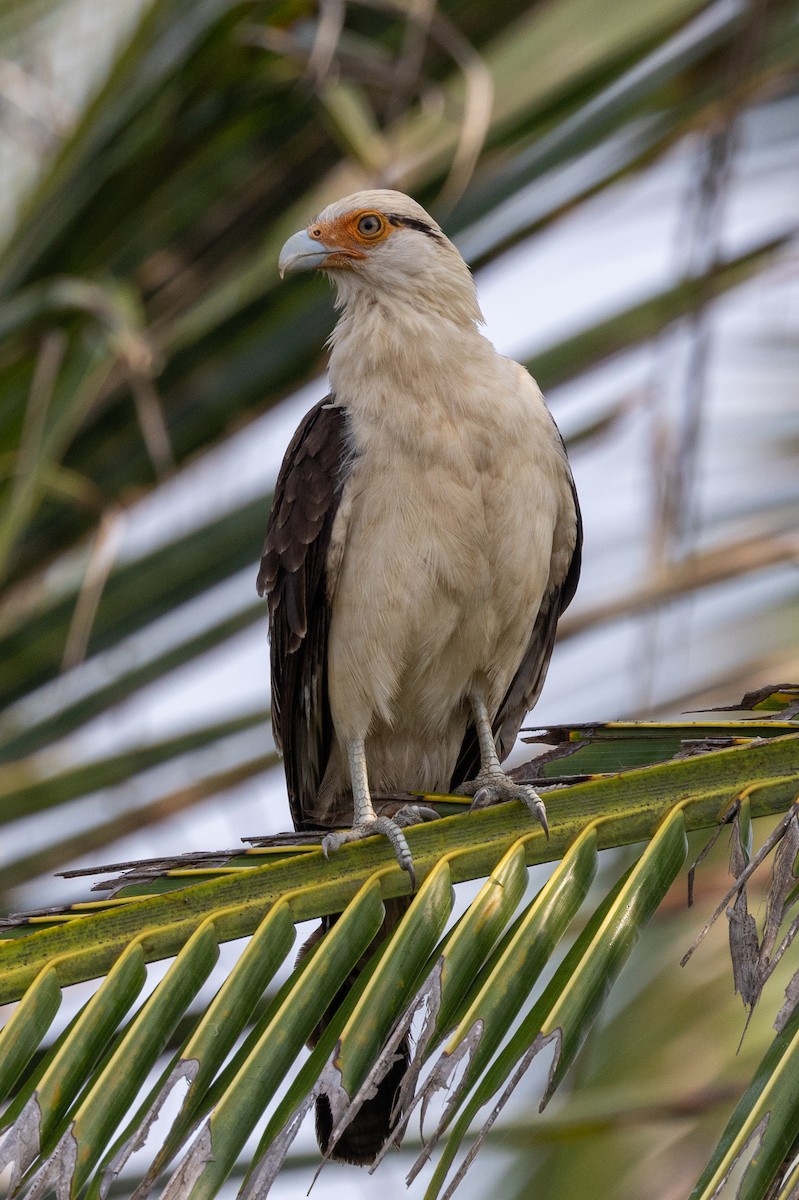 Yellow-headed Caracara - Lutz Duerselen