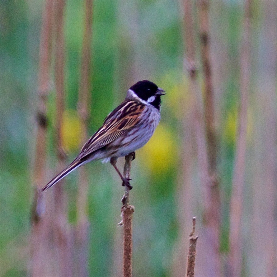 Reed Bunting - Ed Harper