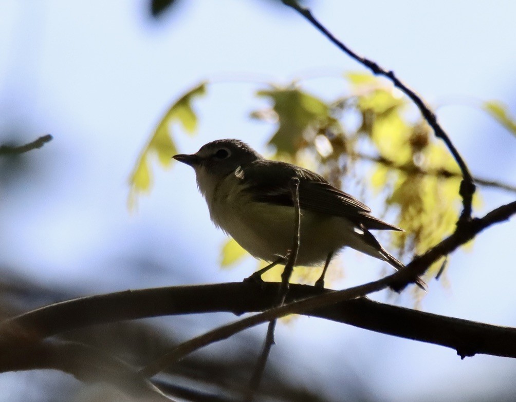 Cassin's Vireo - Patricia Langen