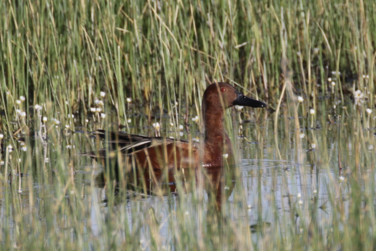 Cinnamon Teal - Malinda Chapman