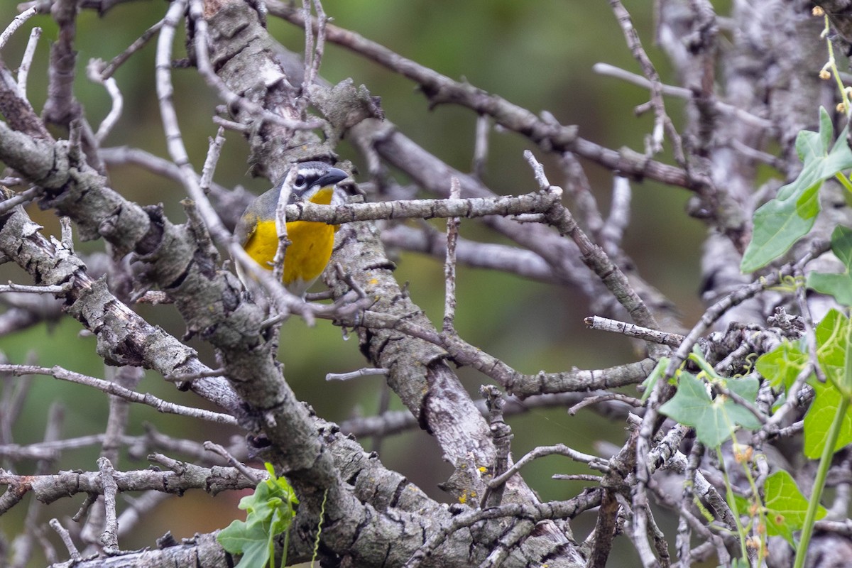 Yellow-breasted Chat - ML619408971
