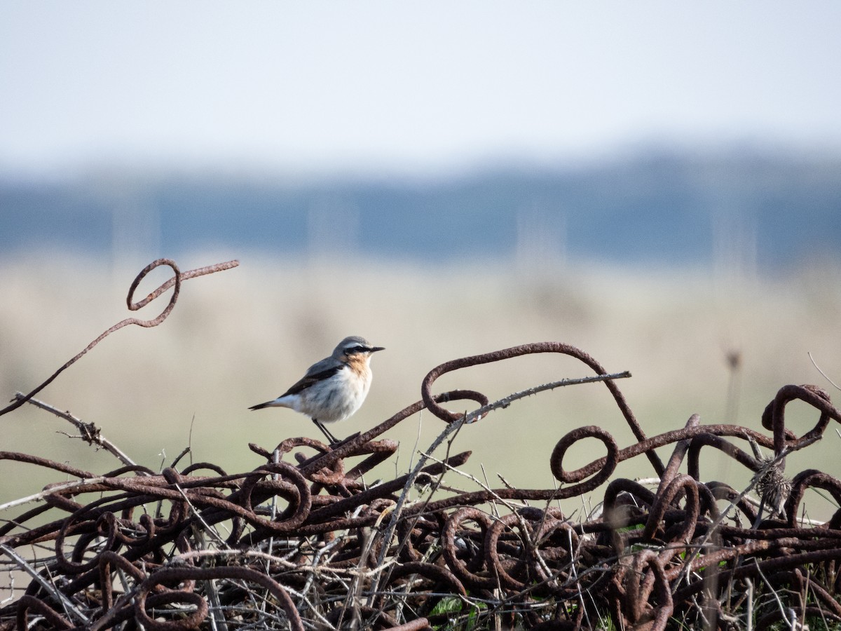 Northern Wheatear - Charlotte Foote