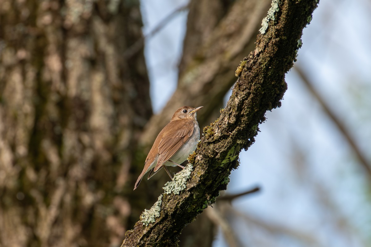 Veery - Alton Spencer