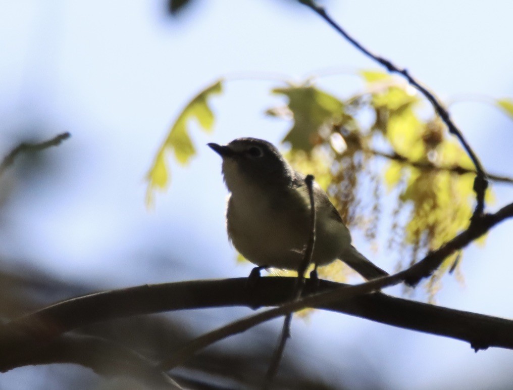 Cassin's Vireo - Patricia Langen