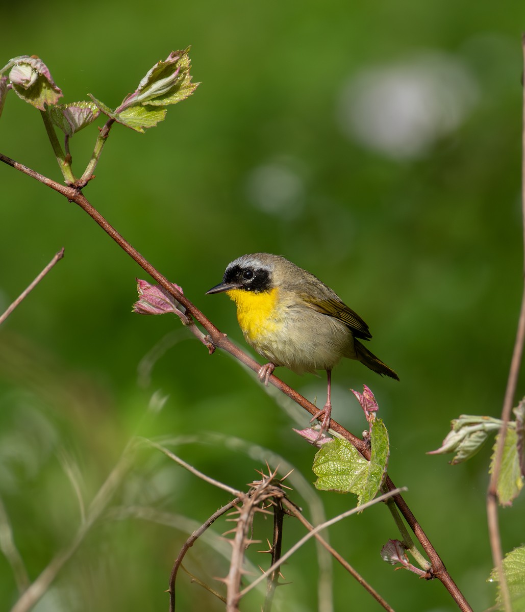 Common Yellowthroat - Alton Spencer