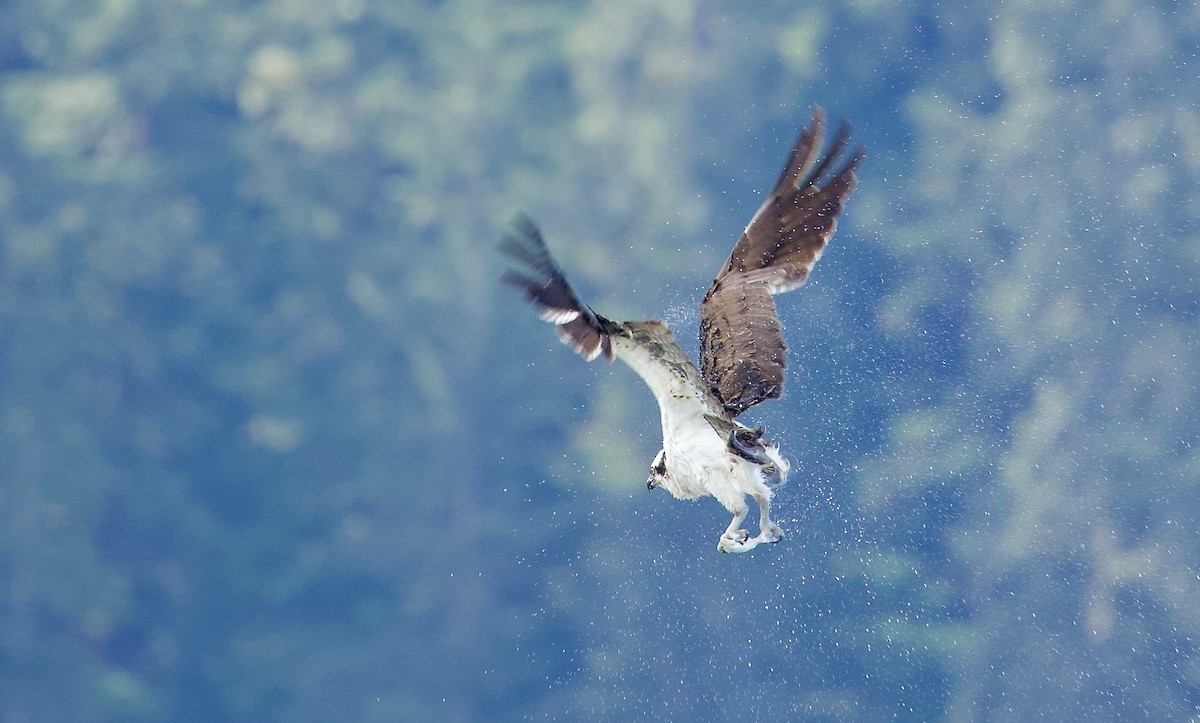 Osprey - Nicole Beaulac