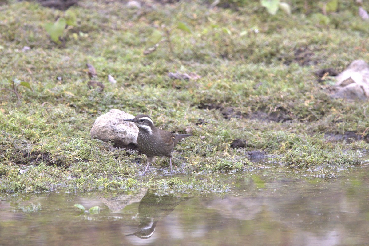 Dark-bellied Cinclodes - Mario Reyes