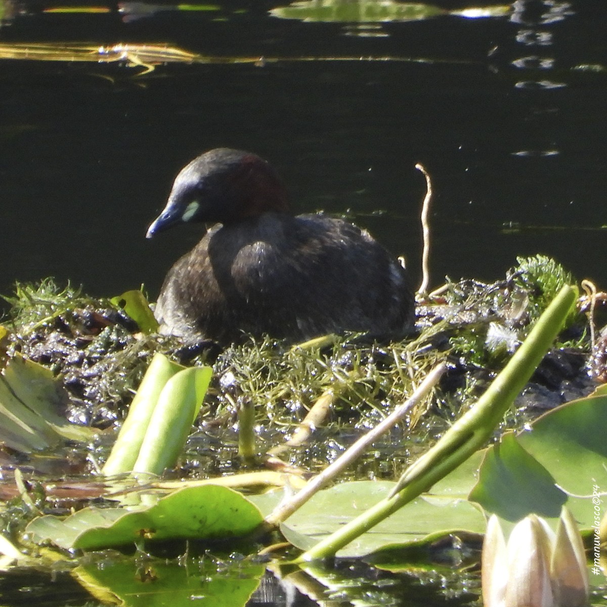 Little Grebe - ML619409023