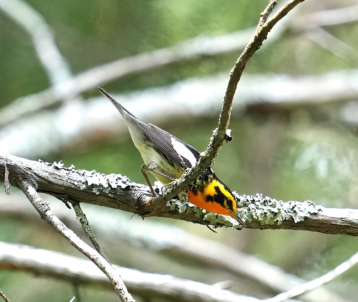 Blackburnian Warbler - james fallon