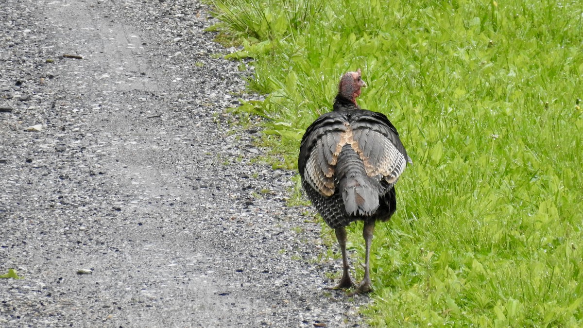 Wild Turkey - Keith Eric Costley