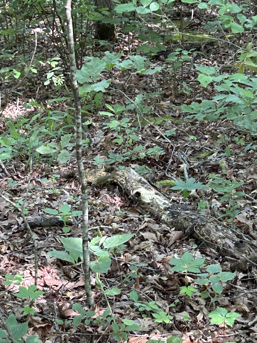 Worm-eating Warbler - ML619409030