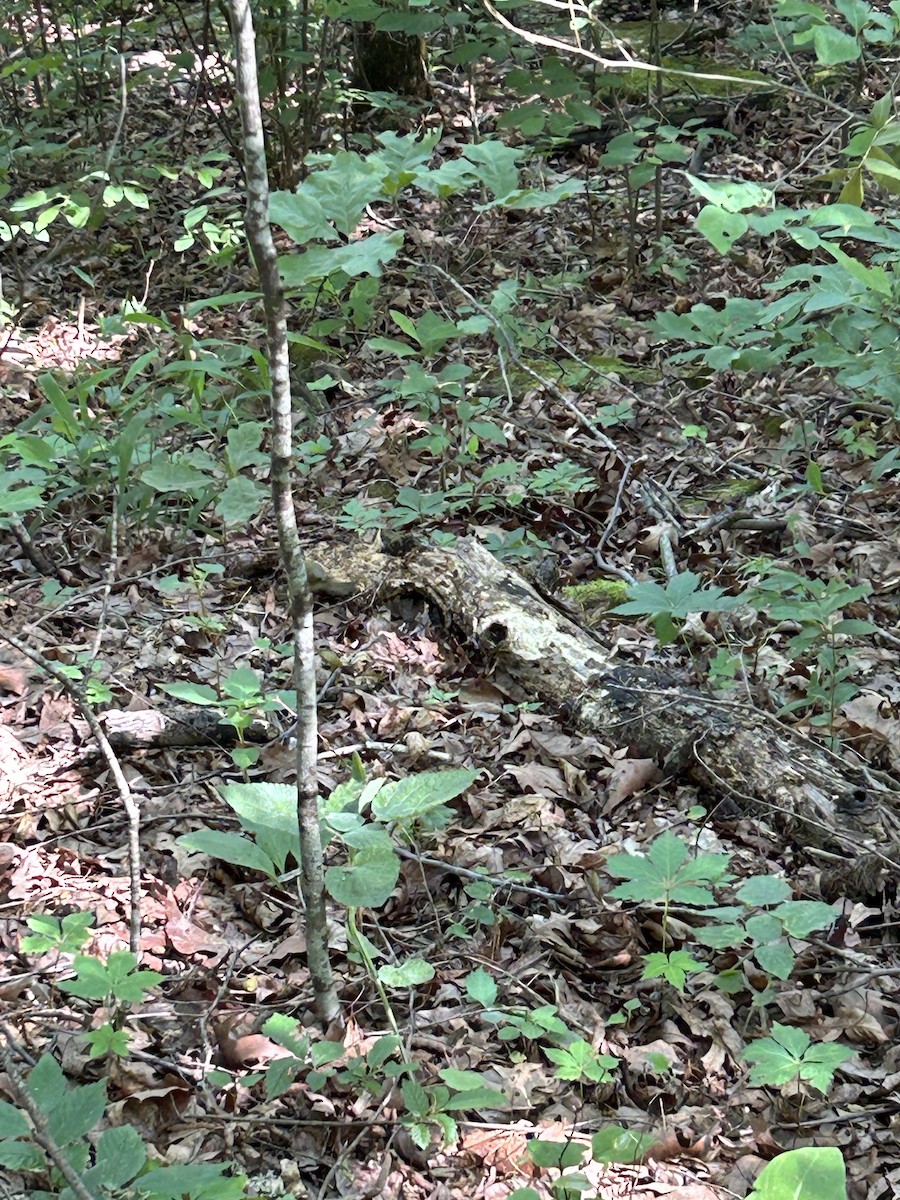 Worm-eating Warbler - ML619409031