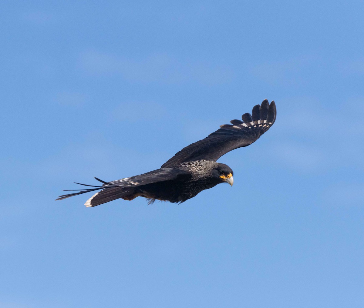 Caracara Austral - ML619409035