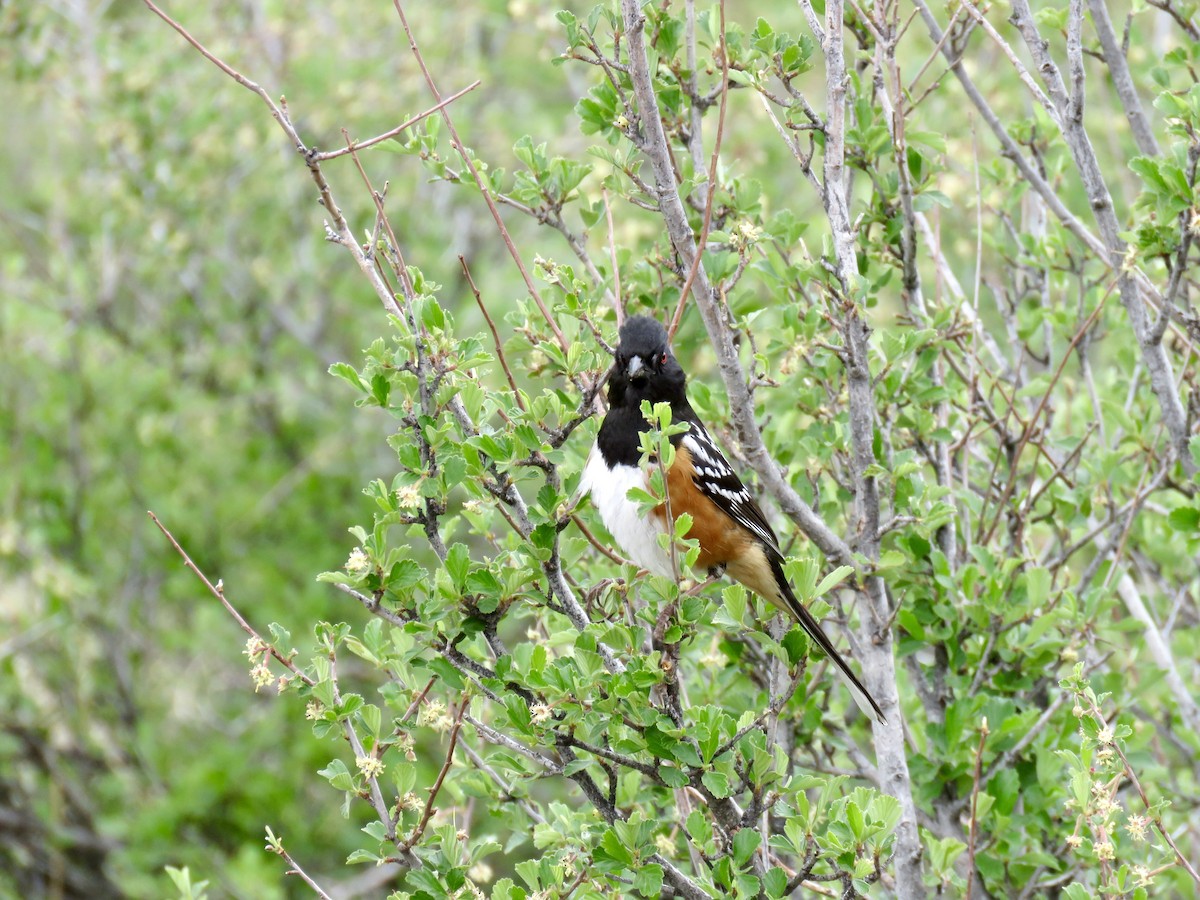 Spotted Towhee - Valerie Crecco