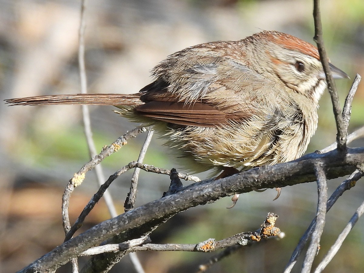 Rufous-crowned Sparrow - Dave Ball