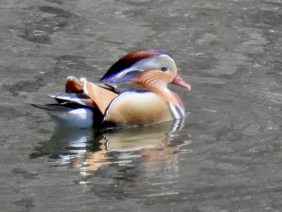 Mandarin Duck - Craig Jackson