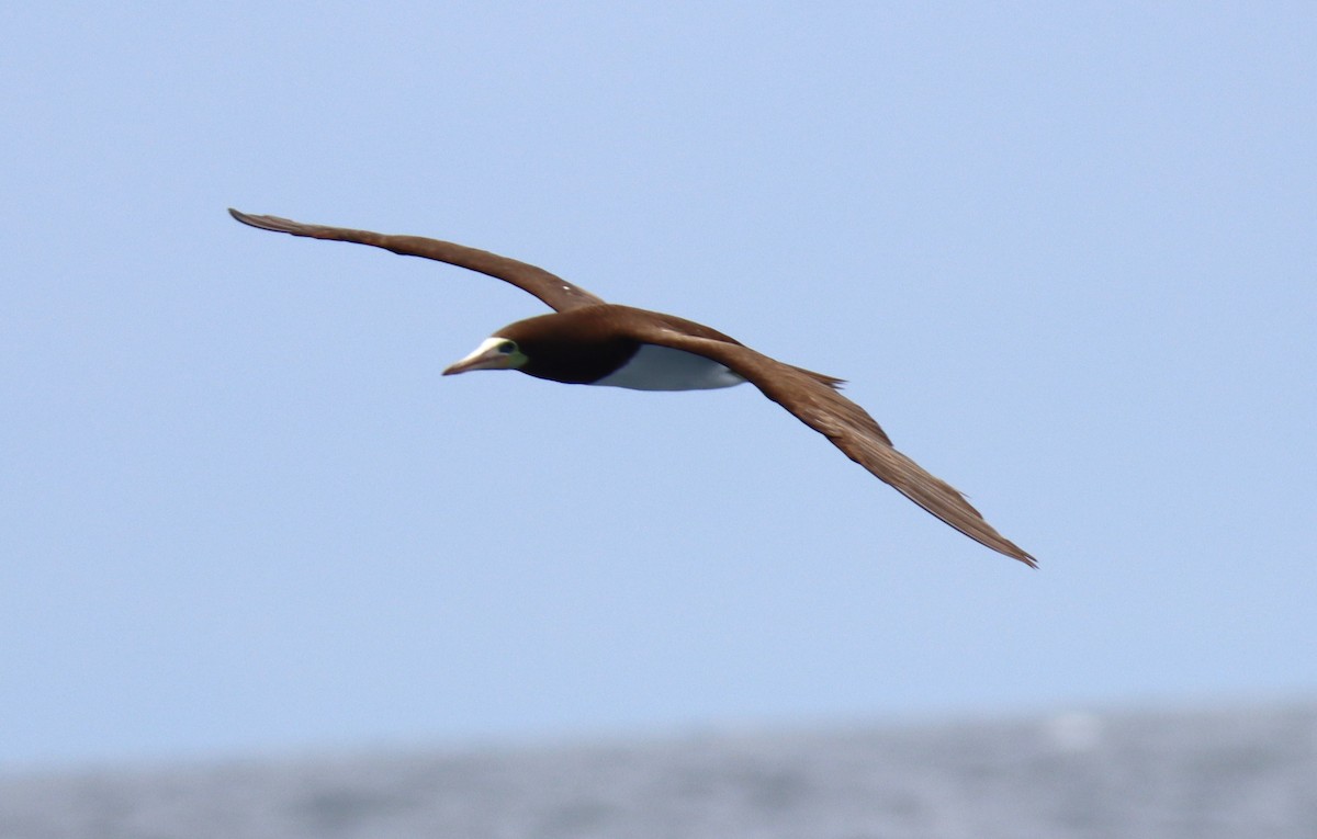 Brown Booby - Butch Carter