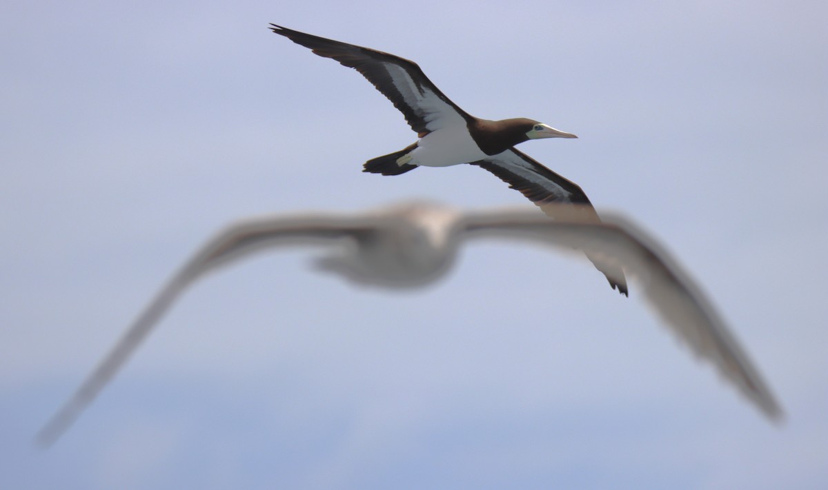 Brown Booby - Butch Carter